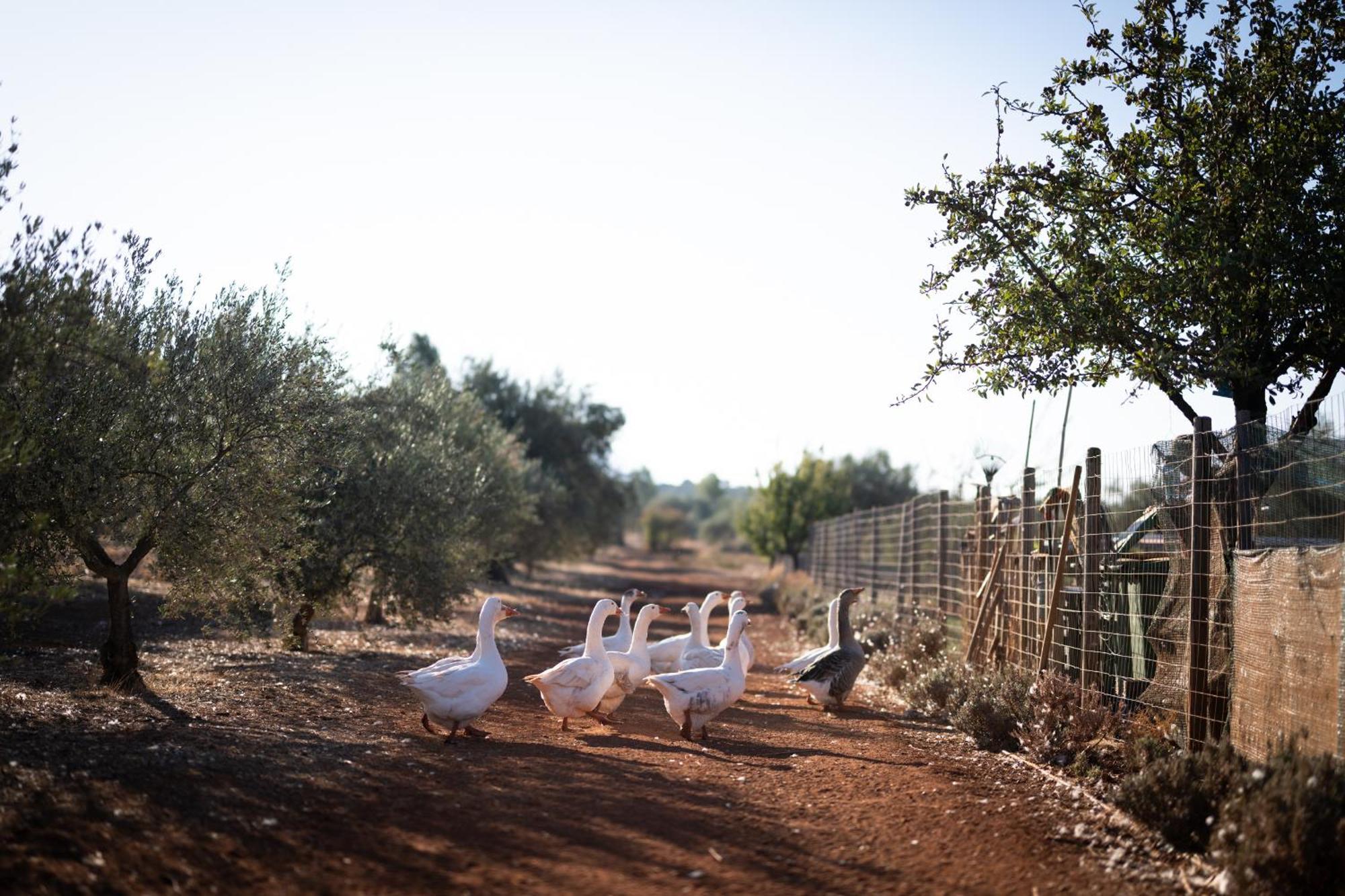 Eumelia Organic Agrotourism Farm Hotel Goúvai Екстериор снимка